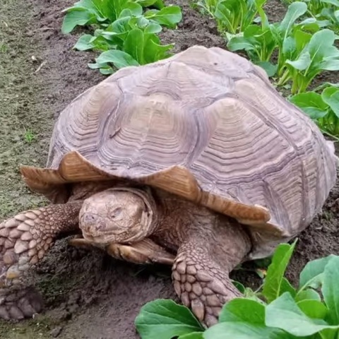 «Φρανκ, το Τανκ»: Αναζητείται σπίτι για γιγάντια χελώνα - Κατάγεται από τη Σαχάρα και το είδος της απειλείται με εξαφάνιση.
