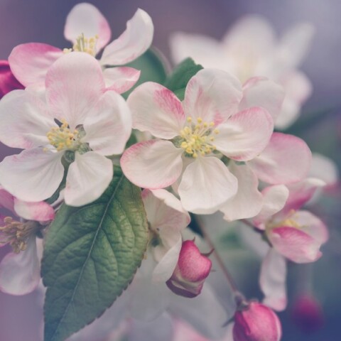 Εορτολόγιο: Σήμερα 22 Οκτωβρίου γιορτάζει…