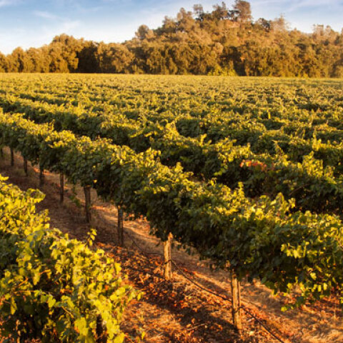 Τα πάνω κάτω στην αμπελοκαλλιέργεια λόγω της κλιματικής αλλαγής