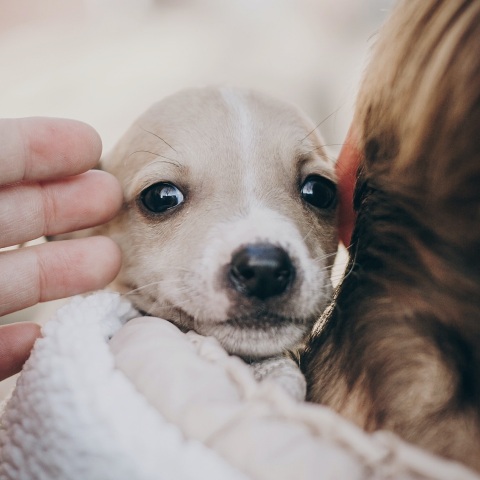 Αδέσποτα ζώα: Ταινία animation μικρού μήκους από τον δήμο Ηρακλείου - Στόχος η ευαισθητοποίηση, προστασία και αποκατάστασή τους μέσω της υιοθεσίας. 