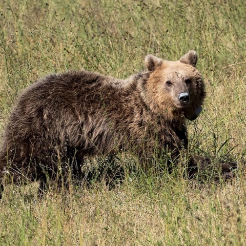 Αρκτούρος: Η αρκουδίτσα «Γλύκα» επέστρεψε στη φύση