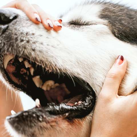 Αυτισμός στα σκυλιά