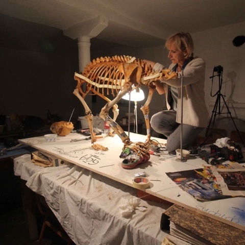 Επιστήμονες στη Θεσσαλονίκη ανασύνθεσαν τον σκελετό αρκούδας