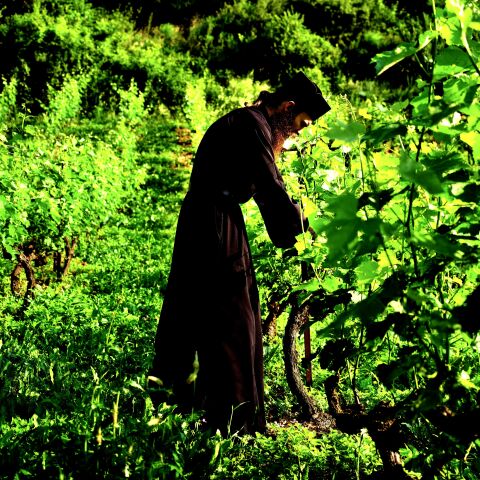 Αμπέλια στη Μονή Αγίου Νικολάου