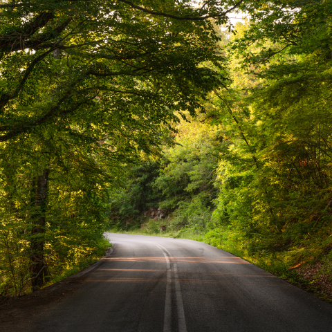 Διαδρομή στο δάσος της Βαρβάρας 