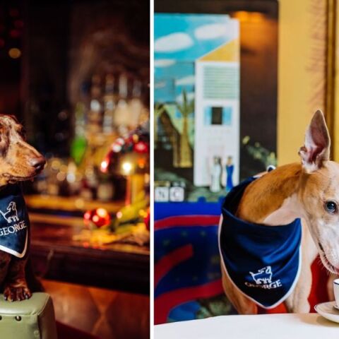George, ανακαινίστηκε η φιλικότερη σε σκυλιά λέσχη στο Λονδίνο - Με ειδικό για κατοικίδια μενού, καλλιτεχνικά έργα και το πελώριο ανάγλυφο ενός dachshund.