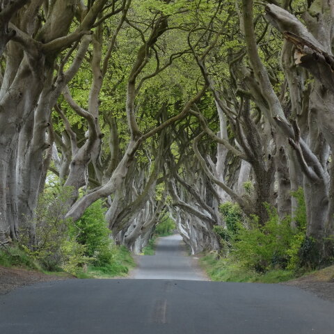 dark_hedges