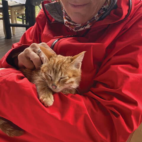 Γατάκι σε αγκαλιά γυναίκας