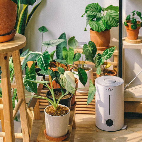 Φυτά εσωτερικού χώρου