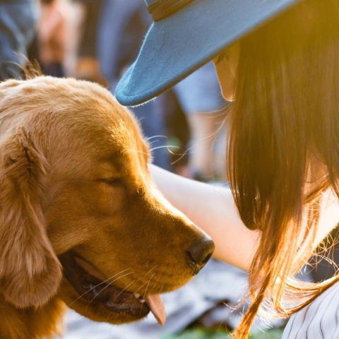 Συστροφή Στομάχου στον Σκύλο