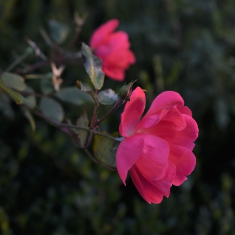 Λουλούδι για τους εορτάζοντες σήμερα 26 Νοεμβρίου 2023