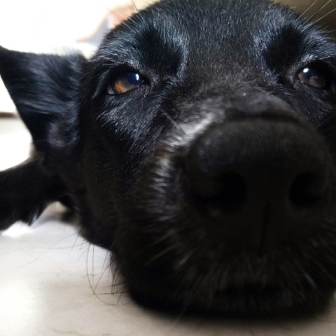 Τι είναι το «Σύνδρομο του Μαύρου Σκύλου και Γάτας» 