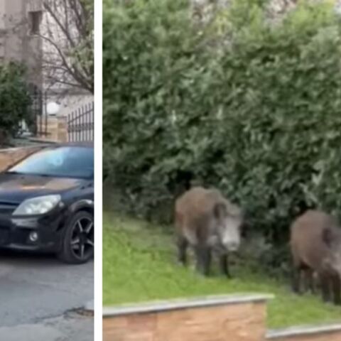 Θεσσαλονίκη: Αγριογούρουνα έκαναν την εμφάνισή τους σε κατοικημένη περιοχή στην Καλαμαριά και στη Χαριλάου - Αναζητούν τροφή - Οι συστάσεις του δημάρχου.