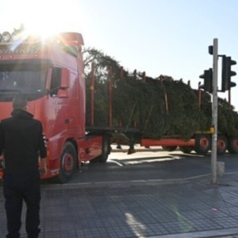 'Εφτασε στην πλατεία Αριστοτέλους το χριστουγεννιάτικο έλατο, ύψους 17 μέτρων