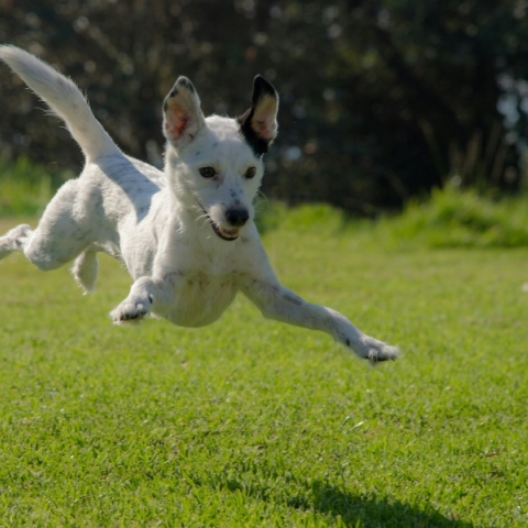 Τι «κρύβει» η ουρά του σκύλου μας;