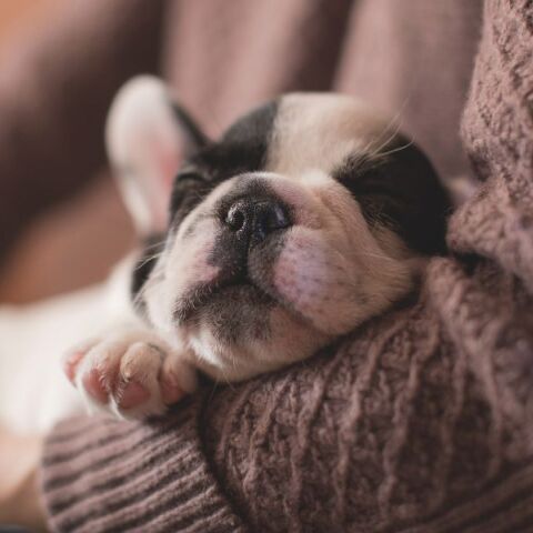 Δημήτρης Παπαστεργίου: «Έρχεται ψηφιακή πλατφόρμα για τα ζώα συντροφιάς» - Σε λίγες μέρες ξεκινάει ο ψηφιακός βοηθός του gov.gr.