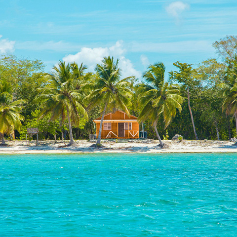 To Survivor των ονείρων μου