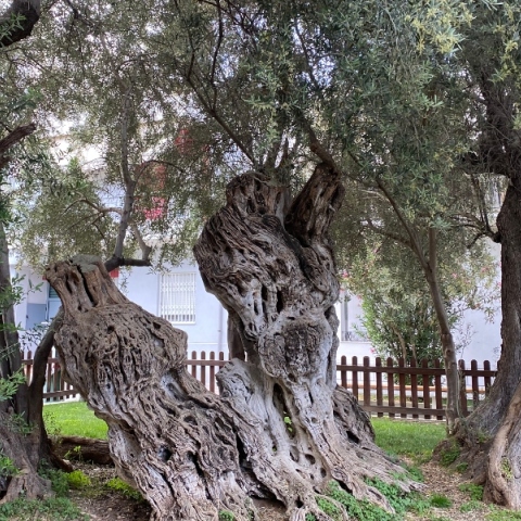 Σε ποιά περιοχή της Αθήνας βρίσκεται η Ελιά του Πεισίστρατου;