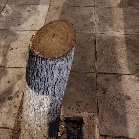 Σε βλέπω να θερίζεις τα δέντρα