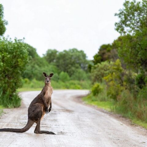 Καναδάς: Καγκουρό γρονθοκόπησε τον αστυνομικό που το «συνέλαβε» 
