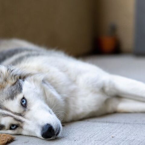 Αράχωβα: Ξεχειλίζει η οργή για το νεκρό χάσκι 