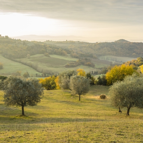Πράσινο Λάδι: Δημιουργώντας ένα οικολογικό και πιο «πράσινο» αύριο