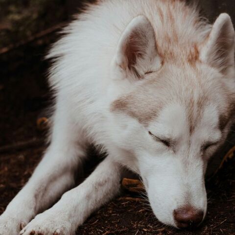 Υπόθεση Όλιβερ στην Αράχωβα: Βγήκε το πόρισμα για τον θάνατό του