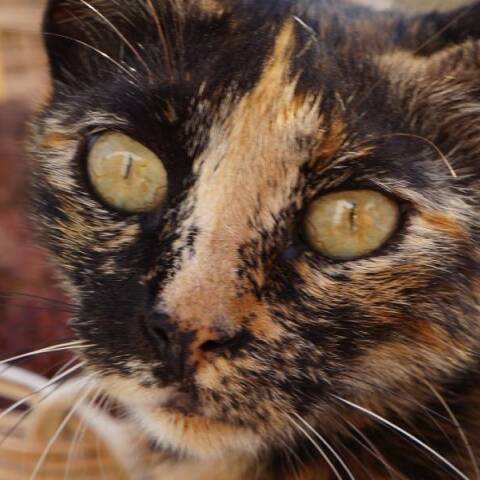 Κατανοήστε τα μάτια της γάτας σας: Παράθυρο στα συναισθήματά της