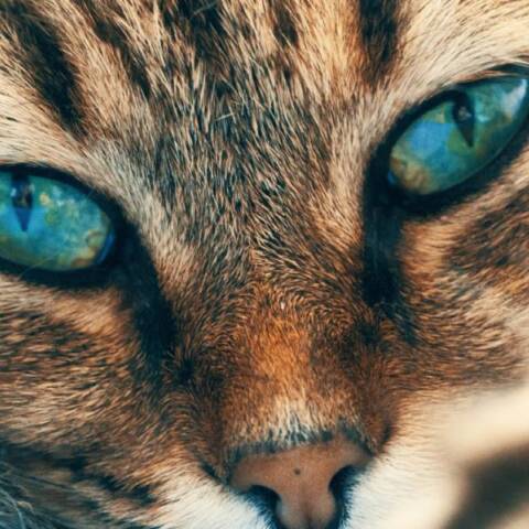 Πώς θα καταλάβεις αν η γάτα σου έχει οφθαλμολογικά προβλήματα