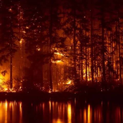 Περισσότερα από 800.000 στρέμματα καταστράφηκαν στον Έβρο σε μια πολυήμερη πυρκαγιά που αφάνισε το δάσος της Δαδιάς (ΦΩΤΟ: © Σάκης Γιούμπασης)