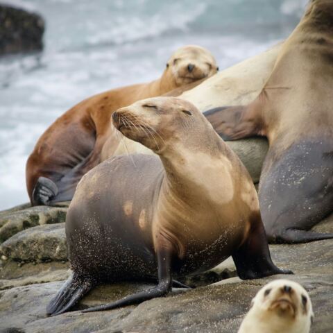 Πάνω από 900 φώκιες και θαλάσσιοι λέοντες πέθαναν στην Βραζιλία από γρίπη των πτηνών