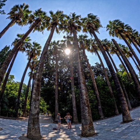 Ο ήλιος κρυμμένος πίσω από τους φοίνικες στον Εθνικό Κήπο