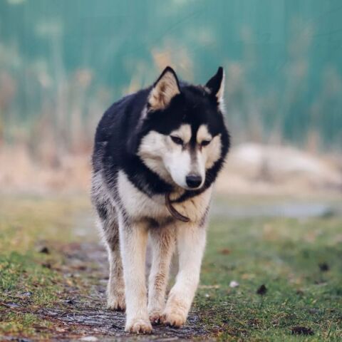 Τα νέα σενάρια για τον θάνατο του χάσκι στην Αράχωβα