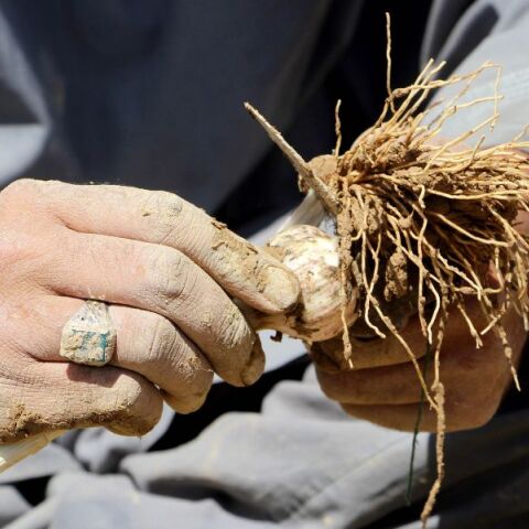 Η Μιανμάρ είναι πλέον η μεγαλύτερη πηγή οπίου στον κόσμο, αναφέρει ο ΟΗΕ - Ξεπέρασε το Αφγανιστάν - Οι διαδρομές του οργανωμένου εγκλήματος στη χώρα.