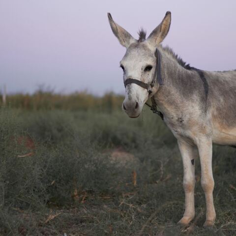 Γαϊδουράκι σκοτώθηκε σε τροχαίο σε επαρχιακό δρόμο της Πρέβεζας
