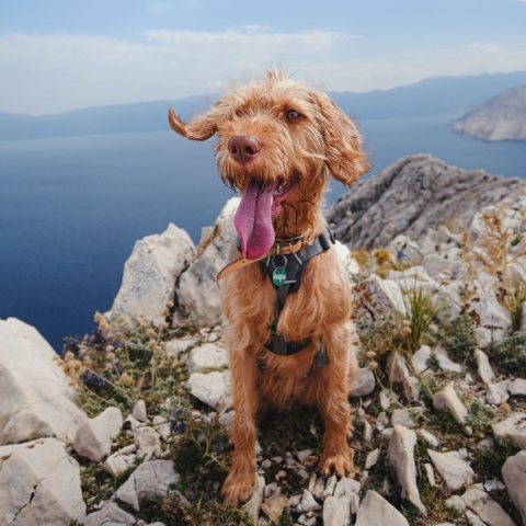 Η ταχύπνοια στους σκύλους 