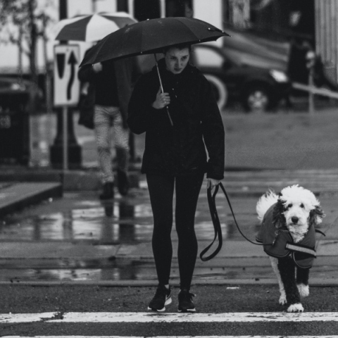 Γιατί ο σκύλος μας φοβάται τις καταιγίδες;