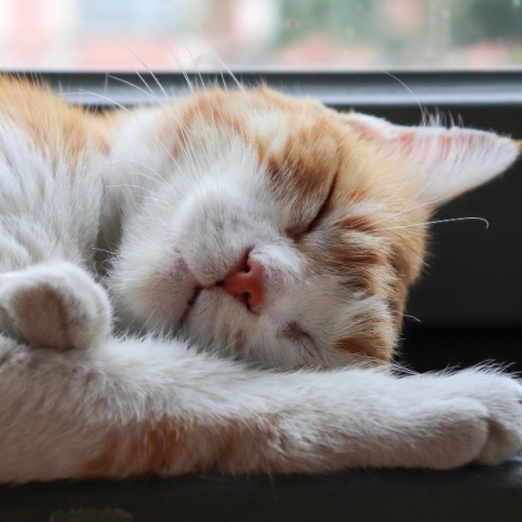 Το μυστήριο του γουργουρίσματος της γάτας