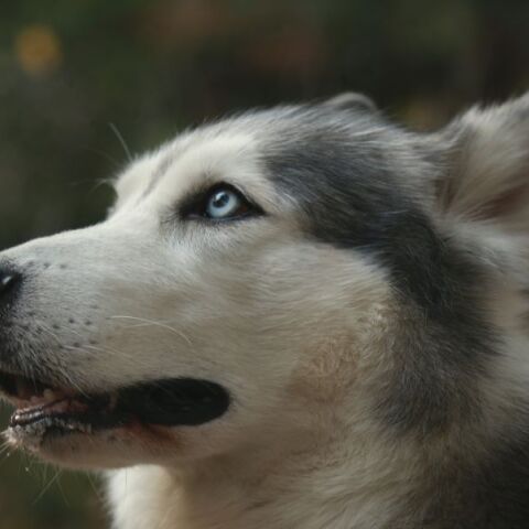Συνεχίζονται οι έρευνες για τον μυστηριώδη θάνατο του Όλιβερ στην Αράχωβα