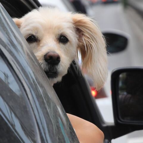 Εθνικό Μητρώο Ζώων Συντροφιάς: Σε λειτουργία η πλατφόρμα pet.gov.gr - Τι περιλαμβάνουν οι νέες ψηφιακές υπηρεσίες - Πώς γίνεται η πρόσβαση.