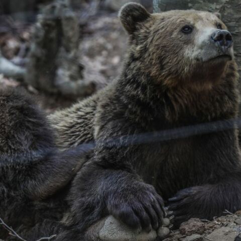 Νωρίς πήγαν για ύπνο φέτος οι αρκούδες του Αρκτούρου