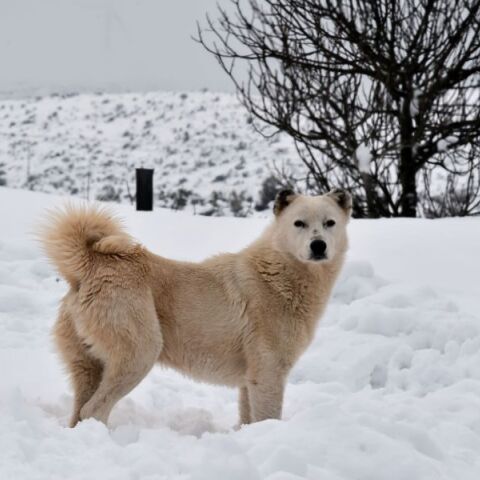 Meteo: Ποια ήταν η πιο «λευκή» χριστουγεννιάτικη χρονιά στην Ελλάδα - Βάση των δεδομένων αριθμητικού μοντέλου της ευρωπαϊκής υπηρεσίας Copernicus από το 1991.
