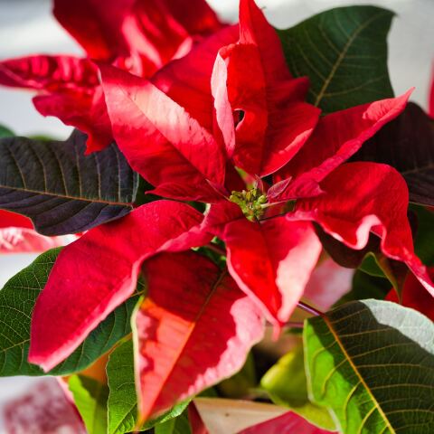 Αλεξανδρινό, το λουλούδι των Χριστουγέννων για όσους γιορτάζουν σήμερα 29 Δεκεμβρίου