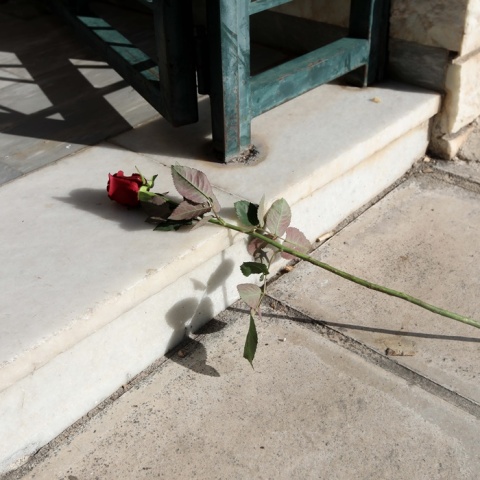 Ένα λουλούδι στο σημείο όπου διαπράχθηκε η αδελφοκτονία στη Νέα Σμύρνη