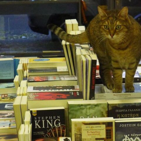 Η Βενέτσια, η γατούλα μασκότ του βιβλιοπωλείου Πλειάδες δεν ζει πια