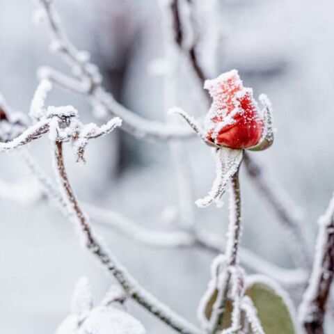 Εορτολόγιο: Σήμερα, 13 Ιανουαρίου, γιορτάζει…