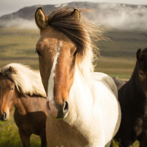 Γρεβενά: Πυροβόλησαν, σκότωσαν και τεμάχισαν πέντε άλογα 