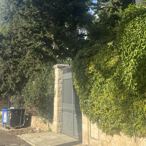 Σε βλέπω μέσα στα δέντρα