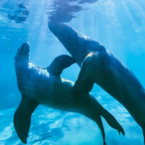 Ηράκλειο: Φώκιες εθεάθησαν στο λιμάνι της πόλης