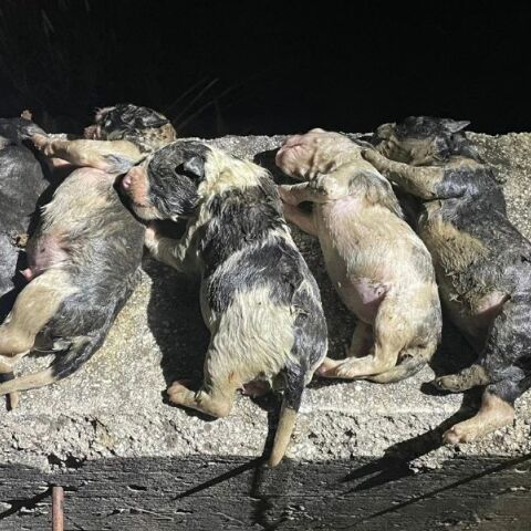 Καρδίτσα: Πυροσβέστης μπήκε στο ποτάμι για να σώσει κουτάβια που βρέθηκαν πεταμένα στα παγωμένα νερά - Νεκρά δύο νεογέννητα.